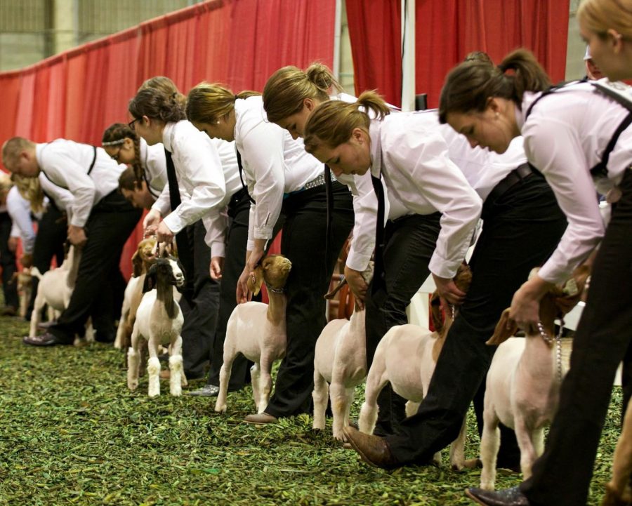 Students+shows+their+goats+at+Little+International+on+Saturday%2C+April+2+at+the+Animal+Science+Arena.