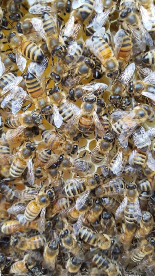 Research at the Blue Dasher Farms will focus on pollination, conservation and other aspects of sustainability. The farm is meant to educate students, beekeepers and farmers on the importance of sustainability in farming.