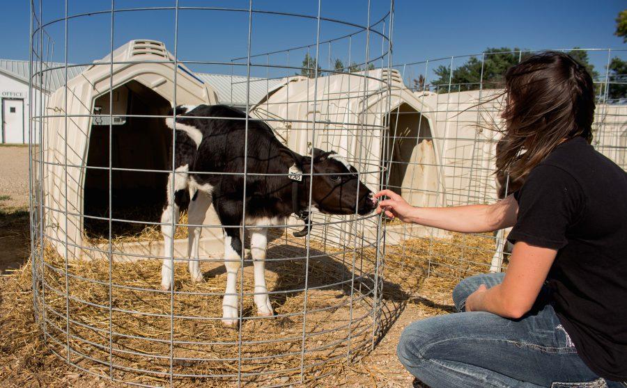 FRANKIE HERRERA
Chelsea Schossow, a graduate research assistant, works with a calf at the Dairy Research and Training Facility Sept. 22. The facility holds about 300 head of cattle, including calves and lactating cows.