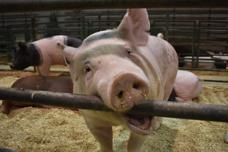 FILE PHOTO
A pig stays in the Animal Science Arena for Little International March 28, 2017. The pigs, sheep and goats are housed in the Animal Science Arena before and during Little I.