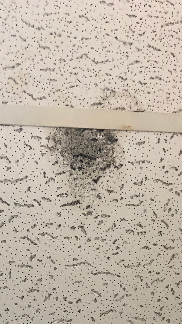 Mold manifests in Meadows apartments – The Collegian