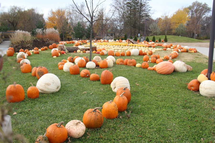 SUBMITTED
Some of the 1,900 pumpkins from the Local Foods Education Center on display at McCrory Gardens.