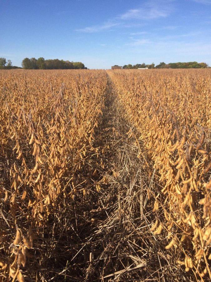 High yielding, mature soybeans that were planted into a living cover crop of cereal rye. The cover crop resulted in a multitude of benefits including capturing carbon, erosion prevention, disease control and uptake of nutrients that would have otherwise been lost into ground and surface waters.