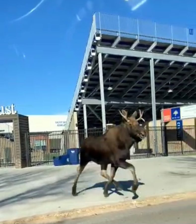 The young moose was spotted running out of the Dana J. Dykhouse Stadium toward the Wellness Center on Friday.