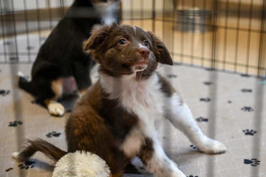 This puppy and his siblings were  born at the Brookings Regional Humane Society when their mother was picked up as a stray. They are not ready to be adopted yet, but will be soon. 
