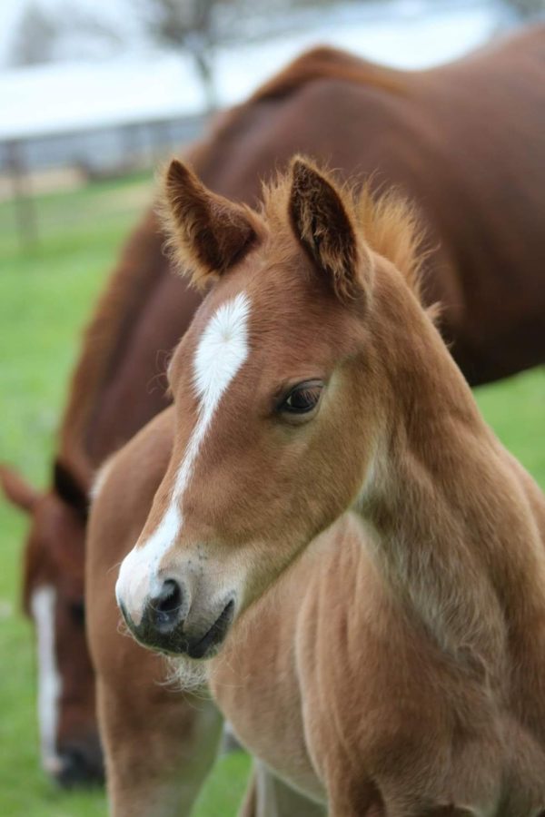Pepper is one of the many foals at SDSU.