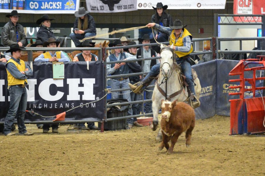 A member of the rodeo team attempts to rope a calf at the 2022 Jackrabbit Stampede rodeo. 
