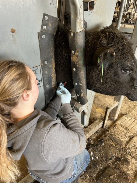 Navigation to Story: Calving season offers researchers opportunities