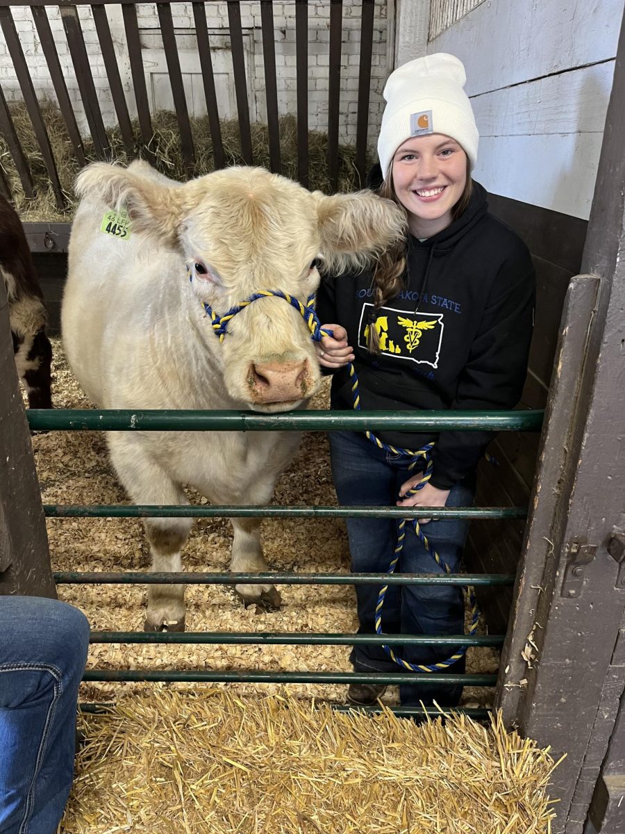 Steer at the Horse Club petting zoo