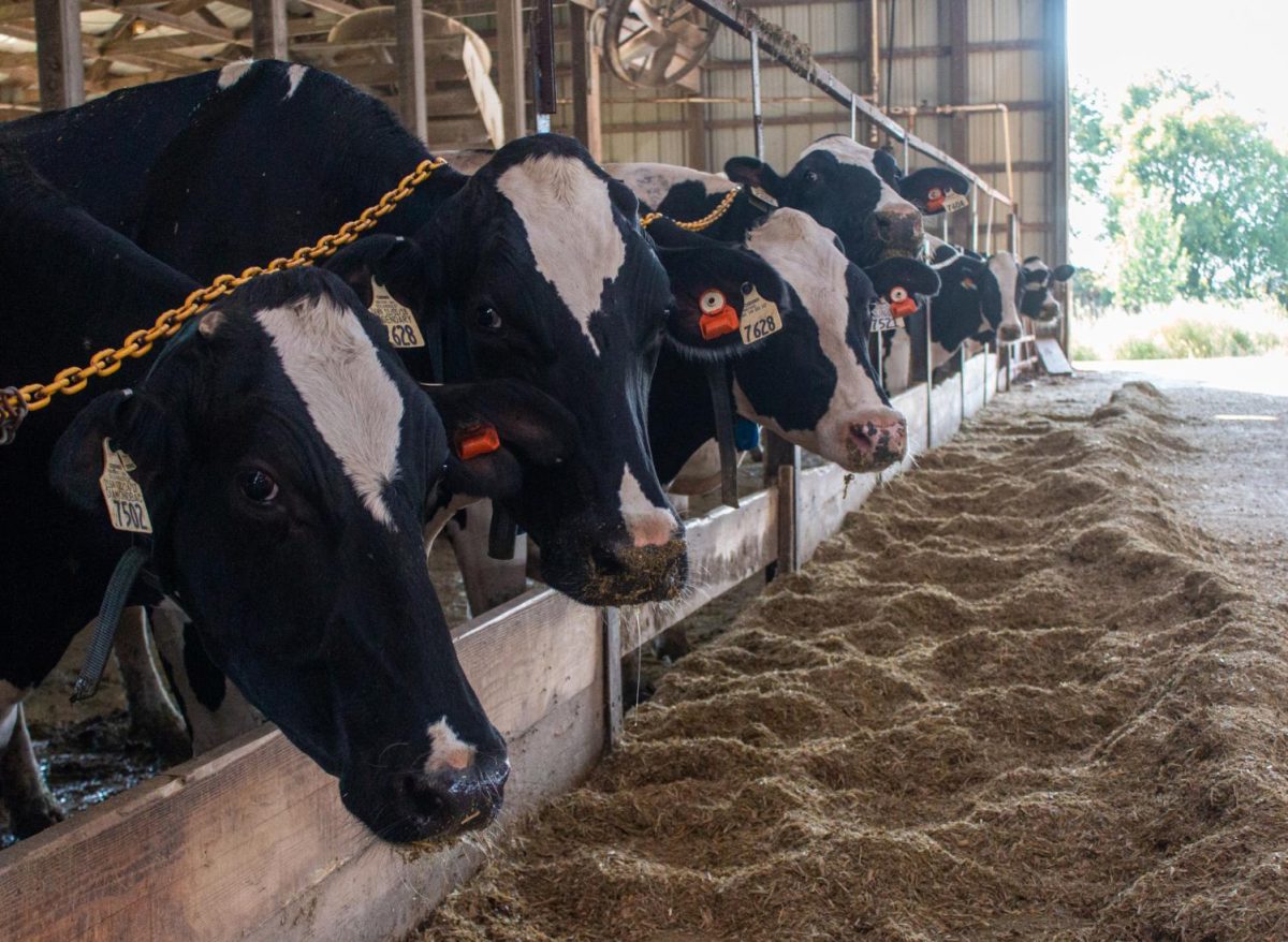 Dairy cattle are held at the Dairy Unit as Research Program continues