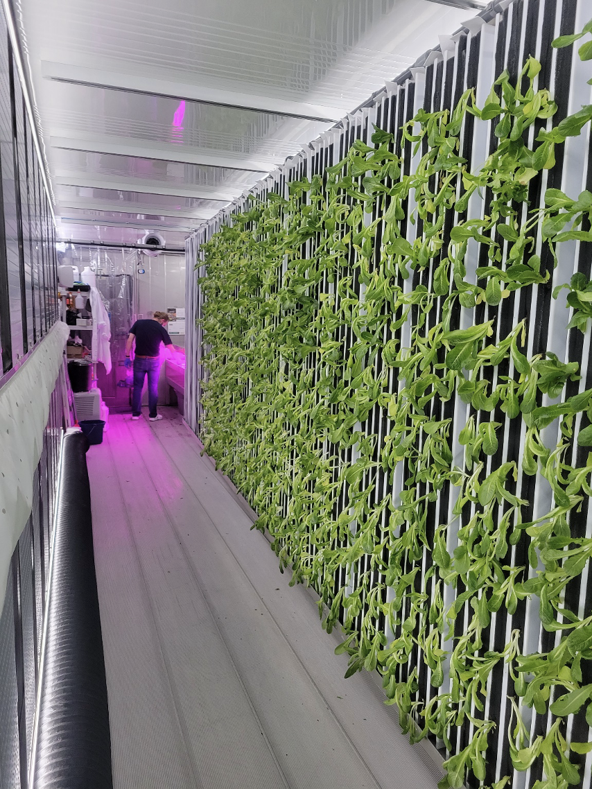 Plants grown vertically and harvested inside the trailer by Engel and his team