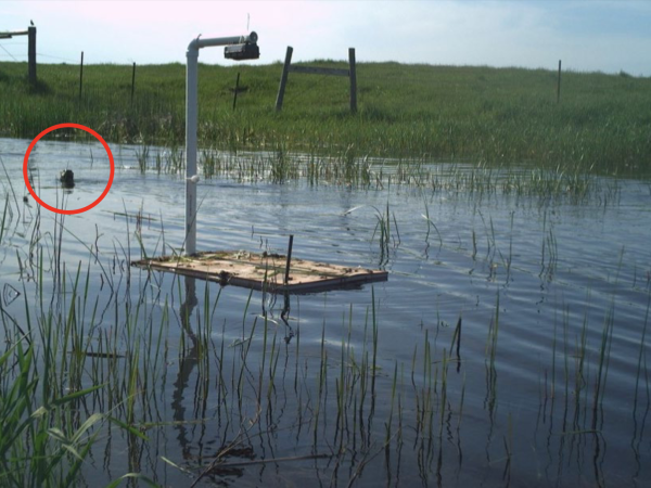 The South Dakota river otters are making a come back