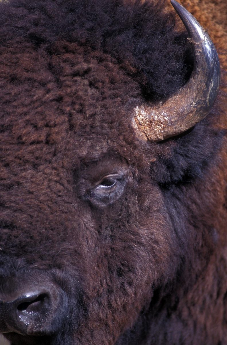 Buffalo00177