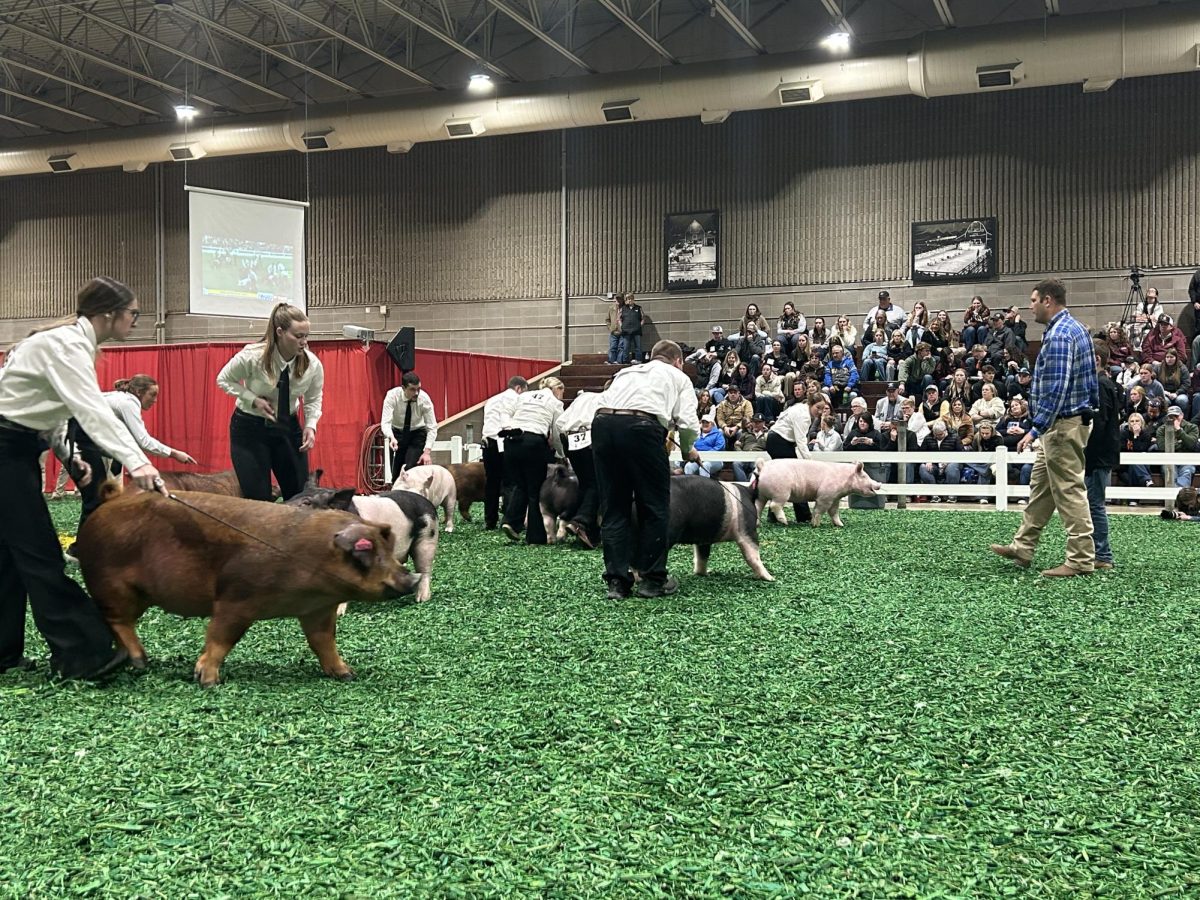Contestants show off their pigs to the judge during the swine show in the Animal Science Arena on Saturday, March 28th. 