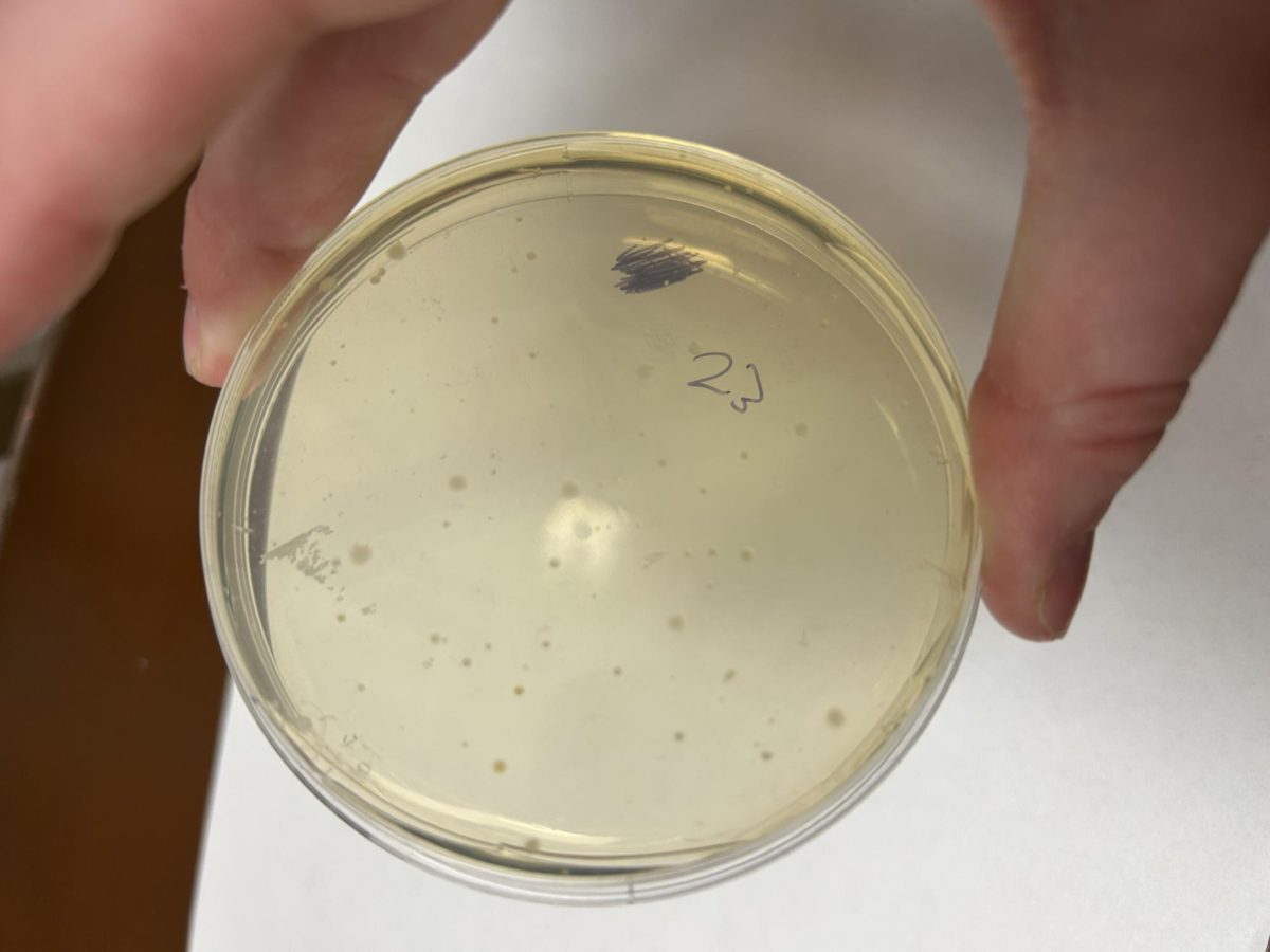 A recovered petri dish from the Meadows Apartments shows bacteria growth but lacks black mold that would be harmful to humans.