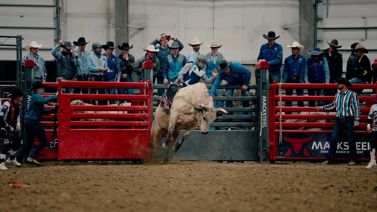 A bull rider exits the chute during the 70th annual Jackrabbit Stampede rodeo. 